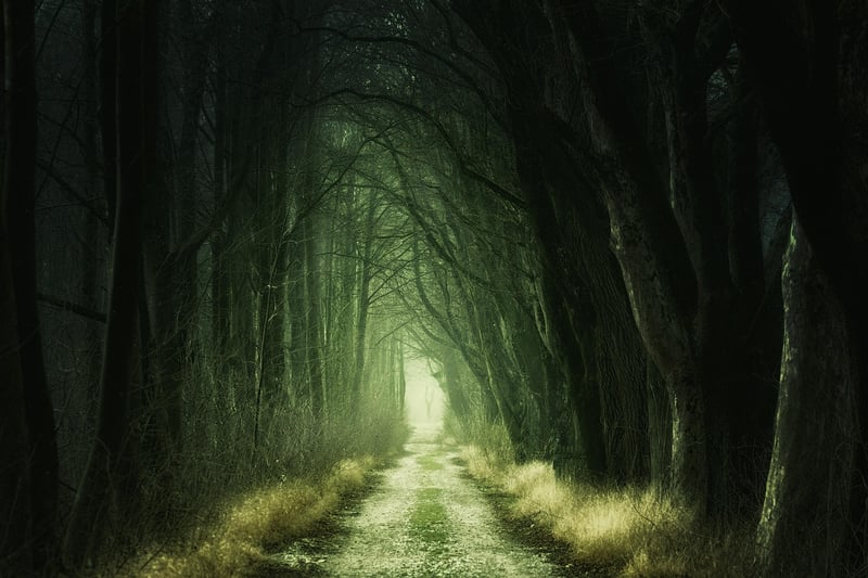 Magical Woodland